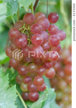 Vineyard Kai maiden Vineyard Kai maiden 6135888
