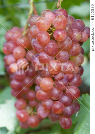 Vineyard Kai maiden Vineyard Kai maiden 6135889