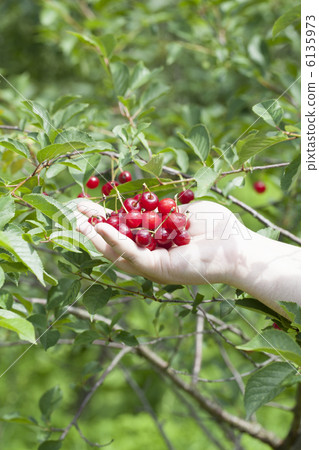 Cherry's hand 6135973