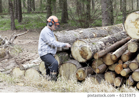 Chains and woodcutters near the mountain of logs Chains and woodcutters near the mountain of logs 6135975
