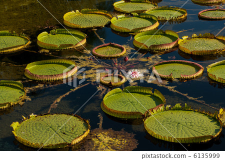 Kusatsu municipal aquatic plant park Mizu no Mori Ognijas of the flower shade pond 6135999
