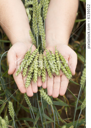 手用小麥的耳朵 6136012