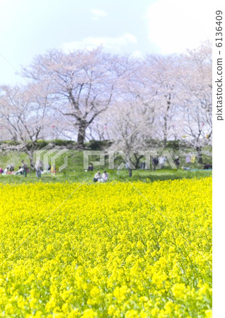 Cherry blossoms and rape blossoms in Gyodo Tsubo 6136409