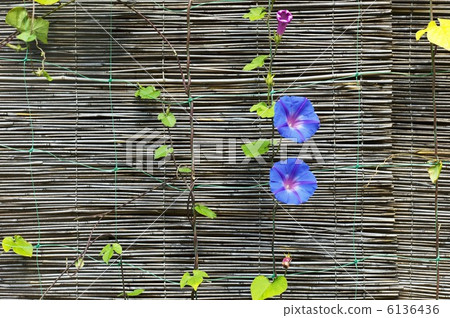 Yoshzu和牽牛花 6136436