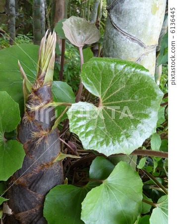 春天的氣息 6136445