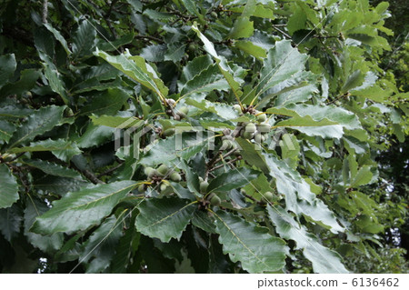 Acorn Acorn 6136462