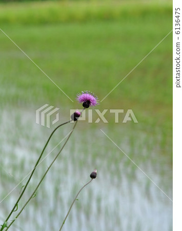 Rice field and thistle 6136475