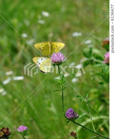 Monkey love love 6136477