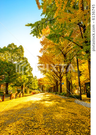 Yokohama Ginkgo tree front in front of Yamashita Park (Yokohama City Naka-ku) 6136745