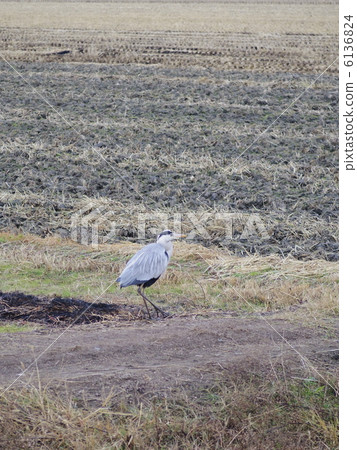 Looking for bait in the paddy field in the wild sea urchin (vertical position) 6136824