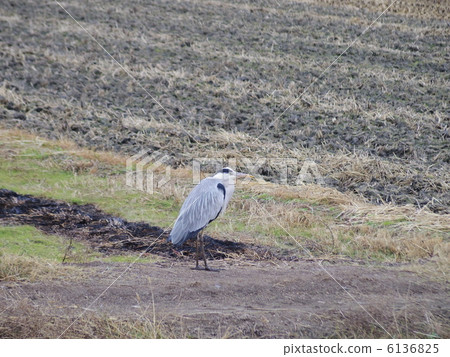 Looking for food in paddy fields in winter sea bream (horizontal position) 6136825