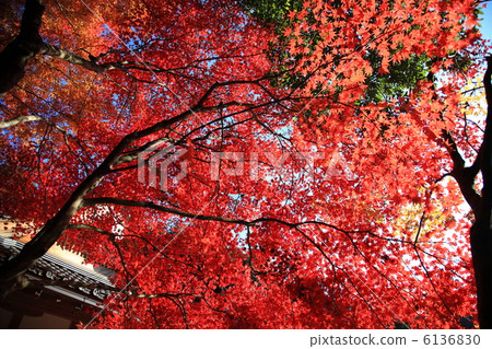 Saige-ji Temple Autumn leaves 6136830