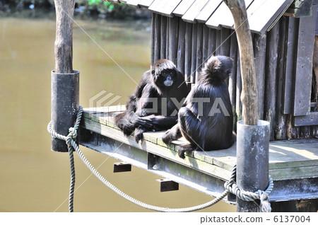 黑三葉草 6137004