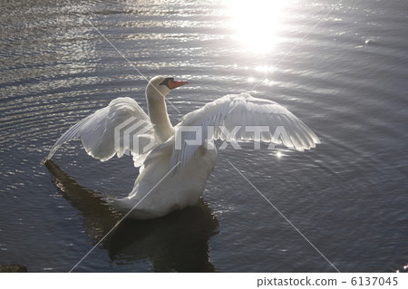 Swan 6137045