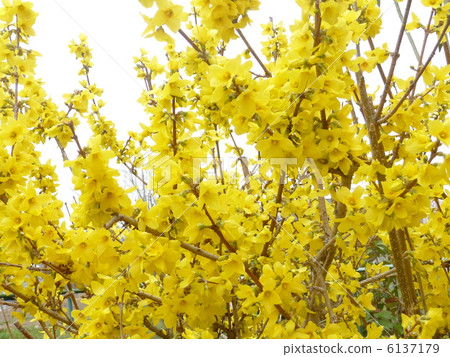 春天開花連翹 6137179