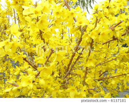 Spring flowers forsythia 6137181