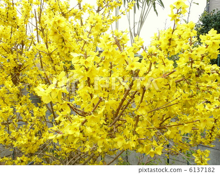 Spring flowers forsythia 6137182