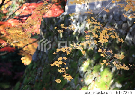 Saige-ji Omotesando 6137256