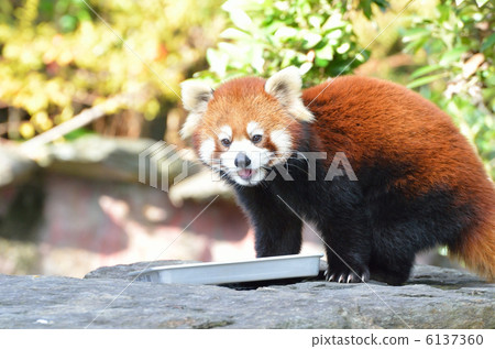 Lesser panda 6137360