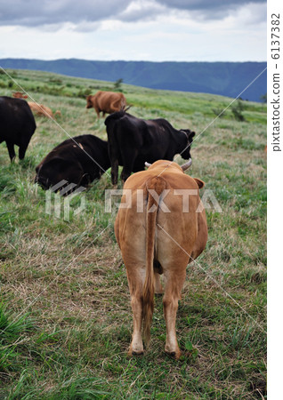 牛放牧 牛放牧 6137382