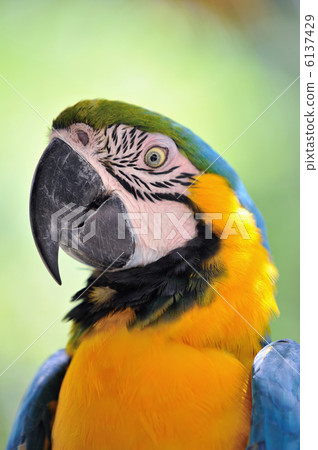 Ruri Macawo Ruri Macawo 6137429