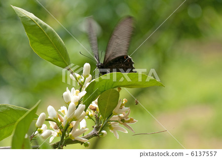 Swallowtail swallowtail which came to smoke honey of oranges Swallowtail swallowtail which came to smoke honey of oranges 6137557