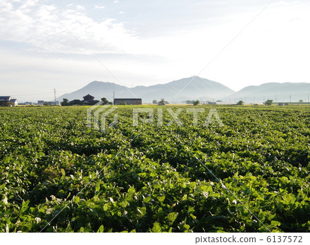 在下午末期的鄉下風景在黑豆的秋天 6137572