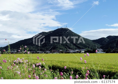 Chusan從波斯菊開花的農場道路選擇了 6137574