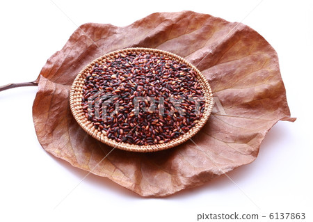 Ancient rice on the deciduous leaf of Magnolia (white background) 6137863