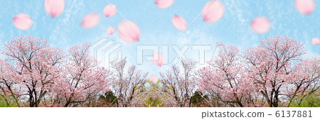 Cherry Blossoms Cherry Blossoms 6137881