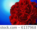 Carnation  6137968