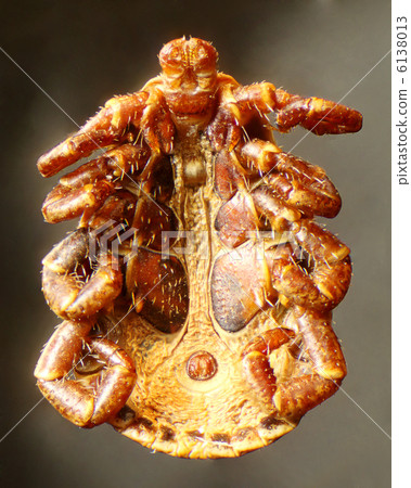Tick under the microscope (Acari, Acarina) 6138013