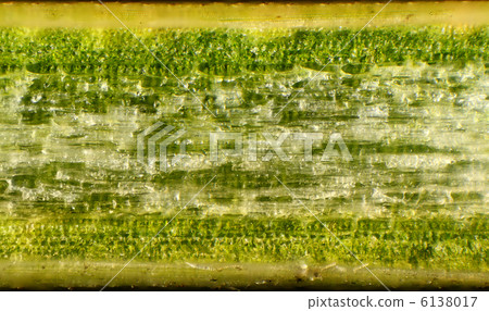 Pine needles under the microscope, background. (Pinus) 6138017