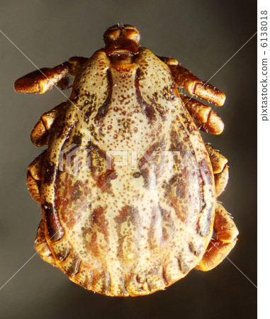 Tick under the microscope (Acari, Acarina) 6138018