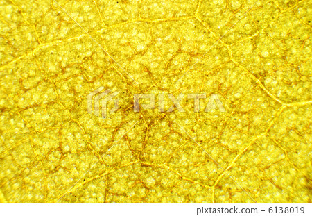 Hibiscus needles under the microscope, background. (Hibiscus) 6138019