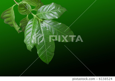 Coffee leaves 6138524