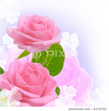 Pink roses 6138782
