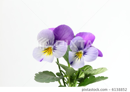 Clear viola 6138852