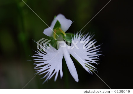 處女草 處女草 6139049