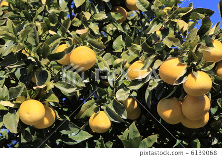 Fumi Tosa Fumi Tosa 6139068