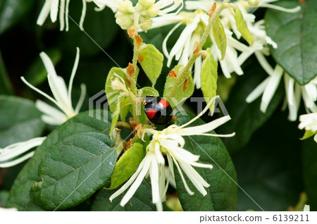 Paramount caterpillar lapa-shaped ladybug and Tokiwa Paramount caterpillar lapa-shaped ladybug and Tokiwa 6139211