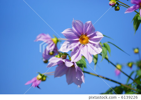 達利亞皇帝 6139226