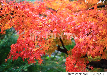 Momiji of Atami plum garden and autumn leaves taken in December 6139241