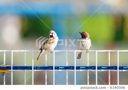 Two sparrows taking a break at the pool fence of Arakawa Nature Park Two sparrows taking a break at the pool fence of Arakawa Nature Park 6140306