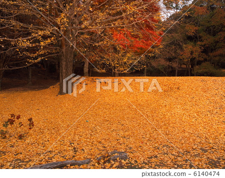 奈良公園 6140474