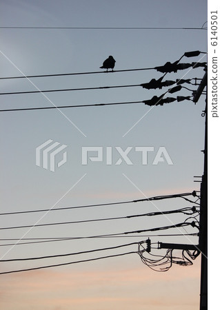 Crow vertical to the electric wire Crow vertical to the electric wire 6140501