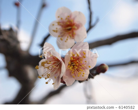 Plum blossom  6140582
