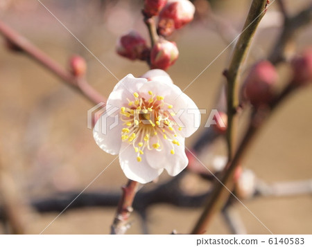 Plum blossom  6140583