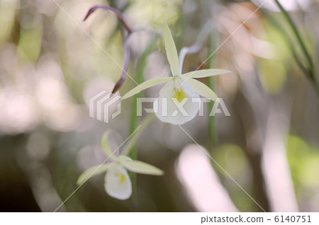 Bra Savola Tuberculata Bra Savola Tuberculata 6140751