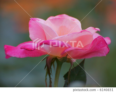 Abraqadabra pink flower 6140831